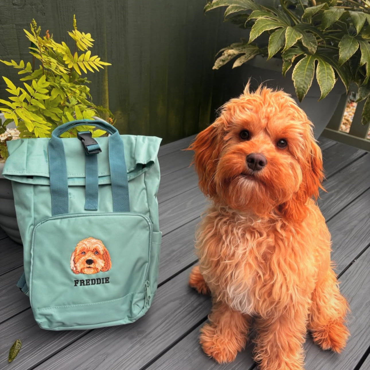 Small dog sitting next to a teal backpack with a dog illustration and 'Freddie' text on a wooden deck.