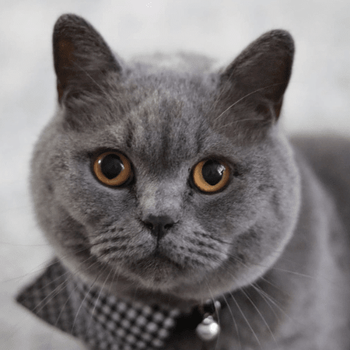 How do I take the perfect photo of my cat? - Lucy and Lola Shop