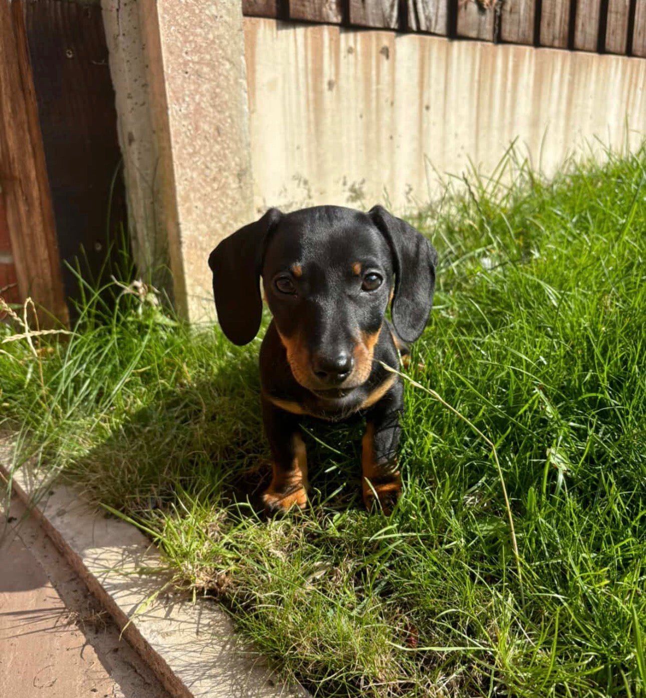 How to Photograph a Black Dog or Cat - Lucy and Lola Shop