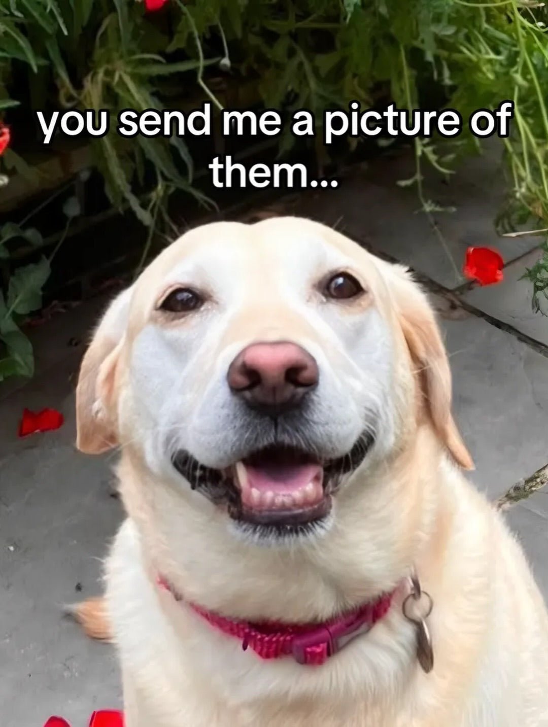How to Photograph Your Dog (So the Photo Is Actually Usable) - Lucy and Lola Shop