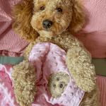 Embroidered Custom Pet Portrait Pet Blanket - Lucy and Lola Shop