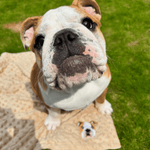 Embroidered Custom Pet Portrait Pet Blanket - Lucy and Lola Shop