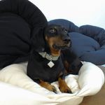 Upcycled Sweatshirt Dog/Cat Bed - Lucy and Lola Shop