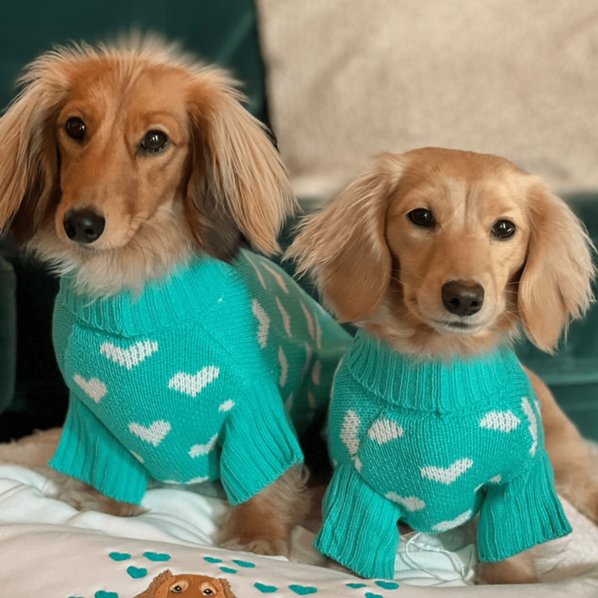 Teal Heart Knitted Dog Jumper or Cat Jumper - All Profits to the Dog's Trust - Lucy and Lola Shop